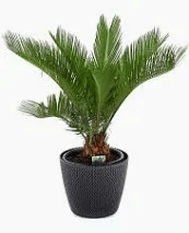 007 Interiérová zeleň v kvetináči 2